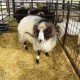 baran z kolekcie strakatých oviec